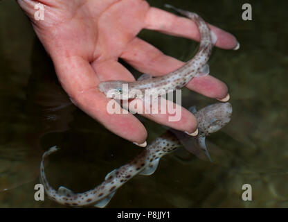 Newborn small-spotted catsharks Stock Photo