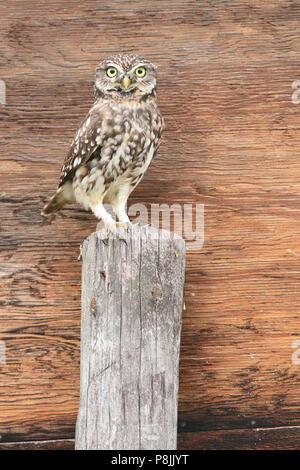 Little Owl on pole looking at photographer Stock Photo
