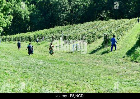 Self pick berry farm Stock Photo