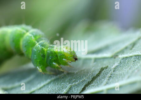 a green caterpillar on a leaf in macro portrait zoom mode Stock Photo