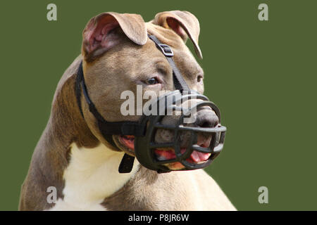 face of an american staffordshire terrier dog with muzzle Stock Photo