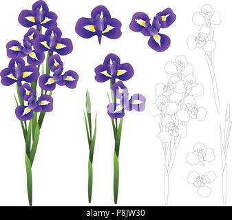 Dark Blue Purple Iris Flower. Vector Illustration. isolated on White Background. Stock Vector
