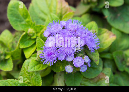 Ageratum houstonianum mill flossflower bluemink blueweed mexican paintbrush with leaves in the garden Stock Photo