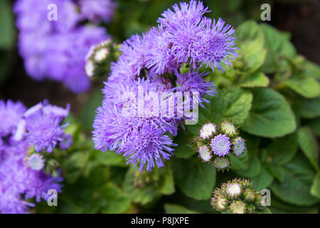 Ageratum houstonianum mill flossflower bluemink blueweed mexican paintbrush with leaves in the garden Stock Photo