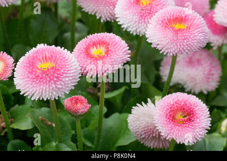 Pink English Daisies, Pom Pom Flower Stock Photo