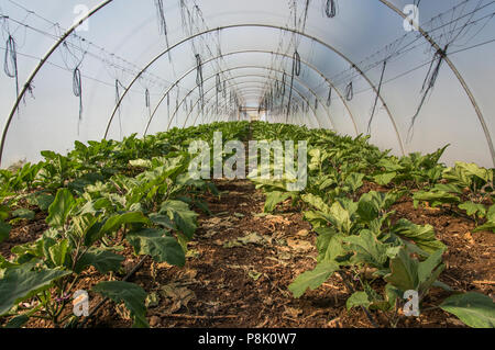 Eggplant in greenhouse Stock Photo