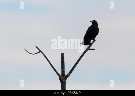 natural carrion crow (corvus corone) silhouette standing on branch Stock Photo