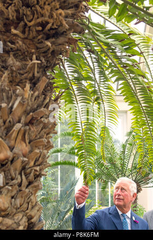 The Prince of Wales looks at a rare Wood's Cycad tree, during a visit to the Royal Botanic Gardens in Kew, London, to celebrate the recently restored Temperate House and to tour the restored Great Pagoda. Stock Photo
