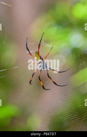 Red-legged Golden Orb-web Spider - Nephila inaurata, beautiful colored large spider from Madagascar forests. Stock Photo