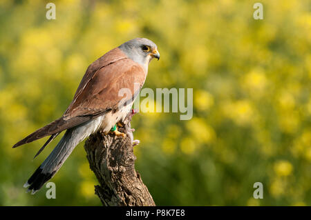 Lesser kestrel, male, eating a mouse, Falco naumann Stock Photo
