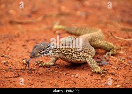 A big dragon or lizard or goanna with a black splitted tongue walking and moving in the Australian wilderness of the red desert, taking a sunbath or l Stock Photo