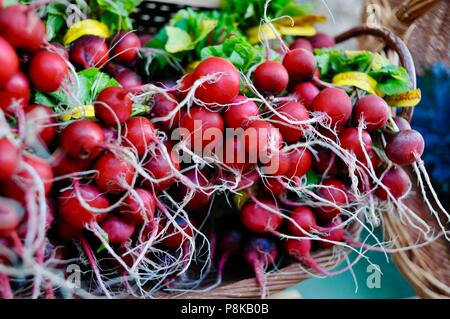Pile of bunches of colorful, assorted red radishes on Walker Farms farmstand table at farmers' market in Savannah, Georgia, USA Stock Photo