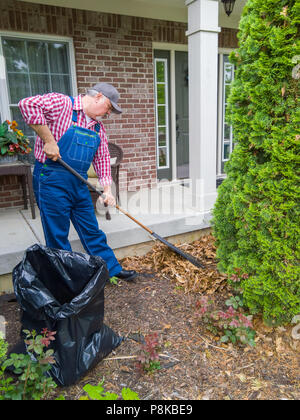 Homeowner or gardener raking up dead leaves amongst the green bushes in front of his house using a metal rake and black refuse bag Stock Photo