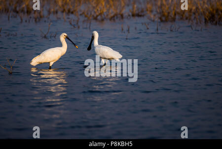 European Spoon bill / Spoonbill Stock Photo - Alamy