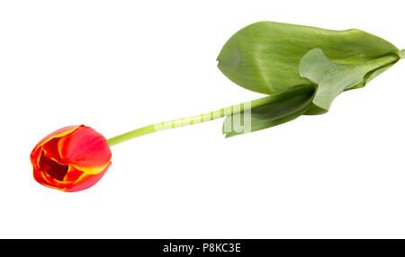 Red tulip isolated on white background closeup shot Stock Photo