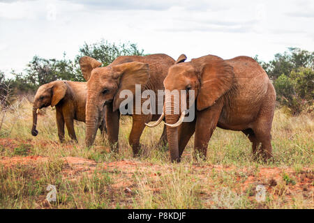 Three African bush elephants (Loxodonta africana), walking on savanna with some trees in background. Amboseli national park, Kenya. Stock Photo