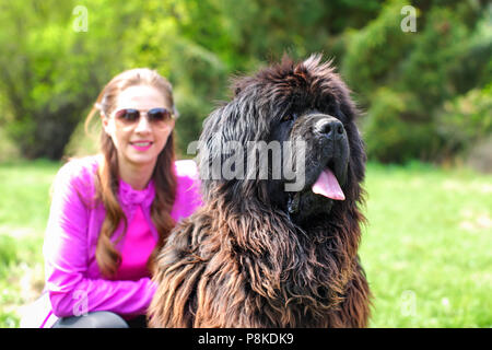 Huge Newfoundland dog (detail on head) with blurred woman in pink, and green park in background. Stock Photo