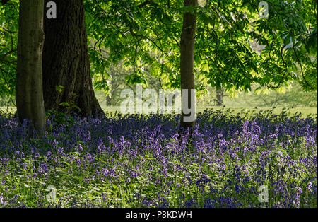 Bluebell Woods Harleyford United Kingdom Stock Photo