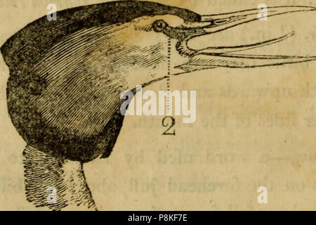'A history of British birds : the figures engraved on wood' (1809) Stock Photo