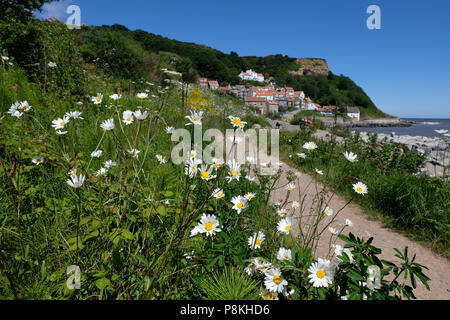 Marguerittes in the foreground  with  Runswick Bay in the background and the cliffs and sea behind Stock Photo