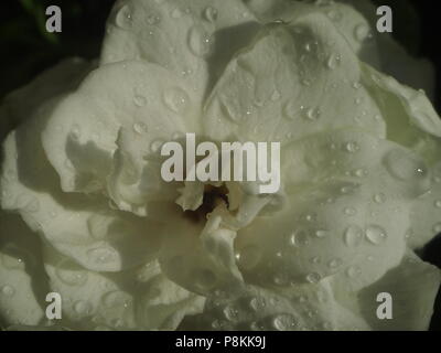 Single white gardenia flower with raindrops Stock Photo