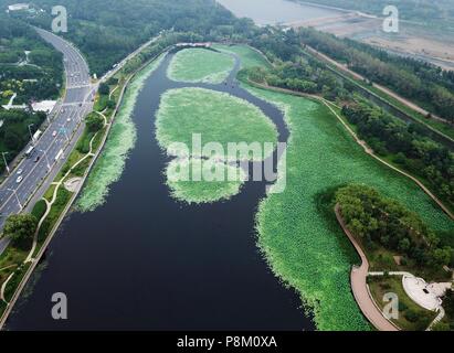 Shenyan, Shenyan, China. 13th July, 2018. Shenyang, CHINA-Aerial photography of the largest lotus pool in Shenyang, northeast China's Liaoning Province. Credit: SIPA Asia/ZUMA Wire/Alamy Live News Stock Photo