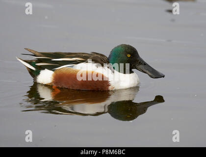 Portrait of male Northern Shoveler (Spatula clypeata) floating on water with reflection Stock Photo