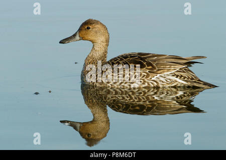 Portrait of female Pintail duck (Anas acuta) floating on water with blue background Stock Photo