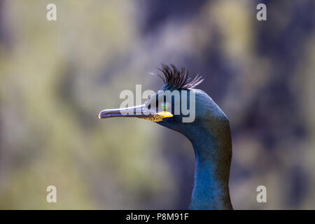Side view of European shag (Gulosus aristotelis) looking away, Isle of May, Firth of Forth, Fife, Scotland Stock Photo