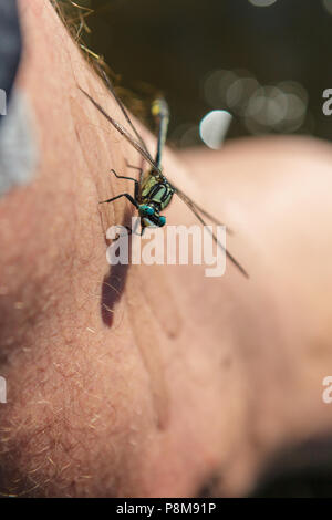 Big dragonfly sitting on human leg Stock Photo