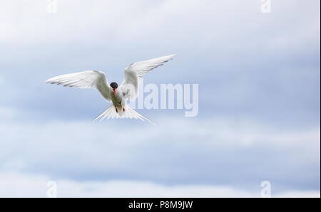 Arctic tern (Sterna paradisaea) in flight against cloudy sky, Isle of May, Firth of Forth, Fife, Scotland Stock Photo
