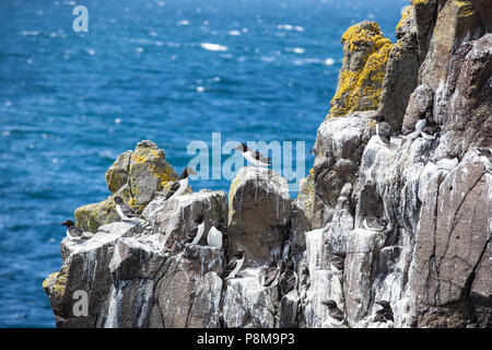 Razorbills (Alca torda) standing on the cliffs,  Isle of May, Firth of Forth, Fife, Scotland Stock Photo