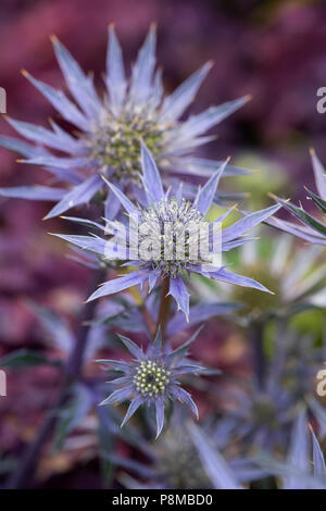 Eryngium bourgatii ‘Picos blue’. Sea Holly flowers Stock Photo