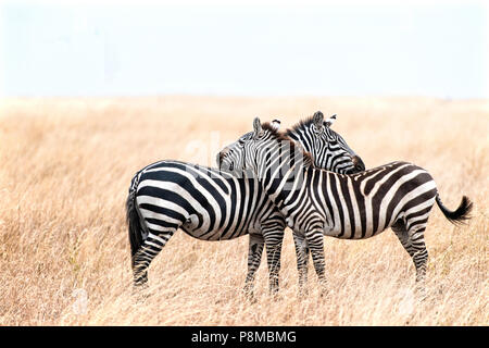 Two zebras resting on each other on the grassy plains of the Serengeti National Park in Tanzania.  They rest but are every watchful for danger.