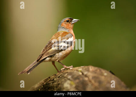 Common Chaffinch - Fringilla coelebs, beautiful colored perching bird from Old World forests. Stock Photo