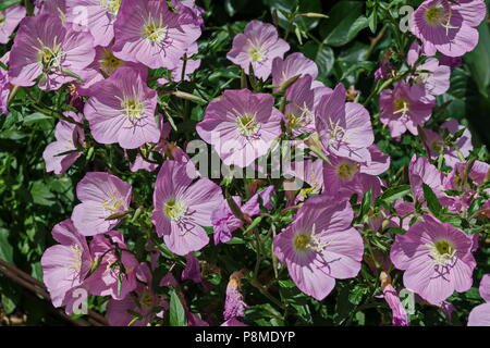 Pink Evening primrose flower or Oenothera speciosa blooming on spring meadow, closeup, Sofia, Bulgaria Stock Photo