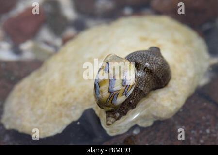 sea snails on Baja California, Mexico Stock Photo