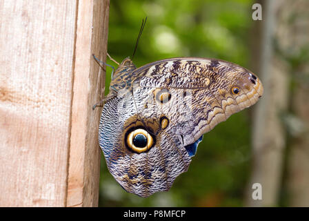 Caligo illioneus