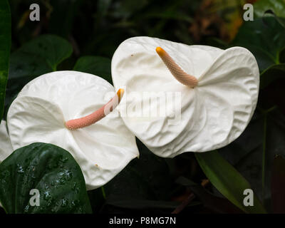 White spathes and pink spadices of the exotic tropical greenhouse and houseplant, Anthurium andreanum 'White Heart' Stock Photo