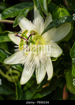 White summer flower of the half hardy tendril climber, Passiflora caerulea 'Constance Elliott' Stock Photo