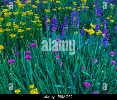 Wild Onion, Lupin, Groundsel, Carson-Iceberg Wilderness, Stanislaus National Forest, Sierra Nevada Mountains, California Stock Photo