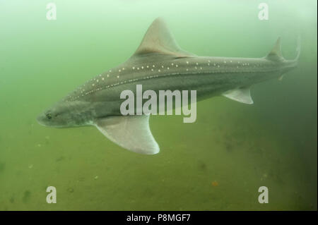 Large female starry smooth-hound (Mustelus asterias), photographed under water in its natural habitat Stock Photo
