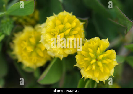 Flowering Hop Trefoil (Trifolium campestre) Stock Photo