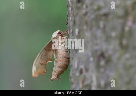 Lime Hawk-moth; Mimas tiliae Stock Photo