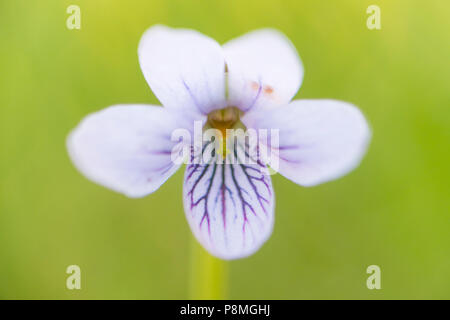 Marsh violet Stock Photo