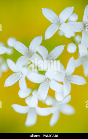 Sweetscented bedstraw Stock Photo
