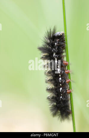 The caterpillar of an Virginia Ctenucha (Ctenucha virginica) Stock Photo