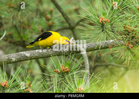 Alert male Eurasian Golden Oriole (Oriolus oriolus) perched in a pine tree Stock Photo