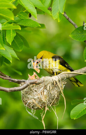 Female Eurasian Golden Oriole (Oriolus oriolus) feeding a moth to chick in the nest Stock Photo