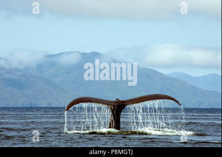 A humpback whale raises its tail before diving Stock Photo - Alamy